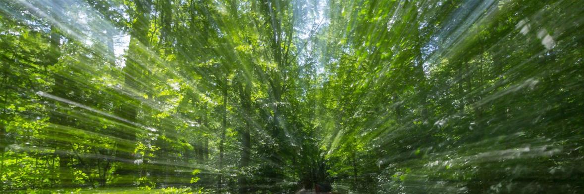 24 Header Wald verwischt